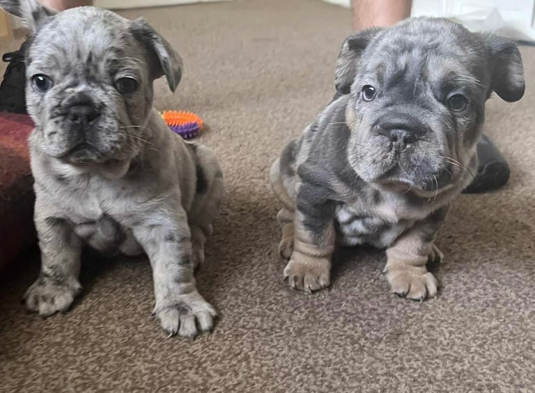 Only 3 boys left, 5 ⭐️ French bulldogs carrying fluffy 😍