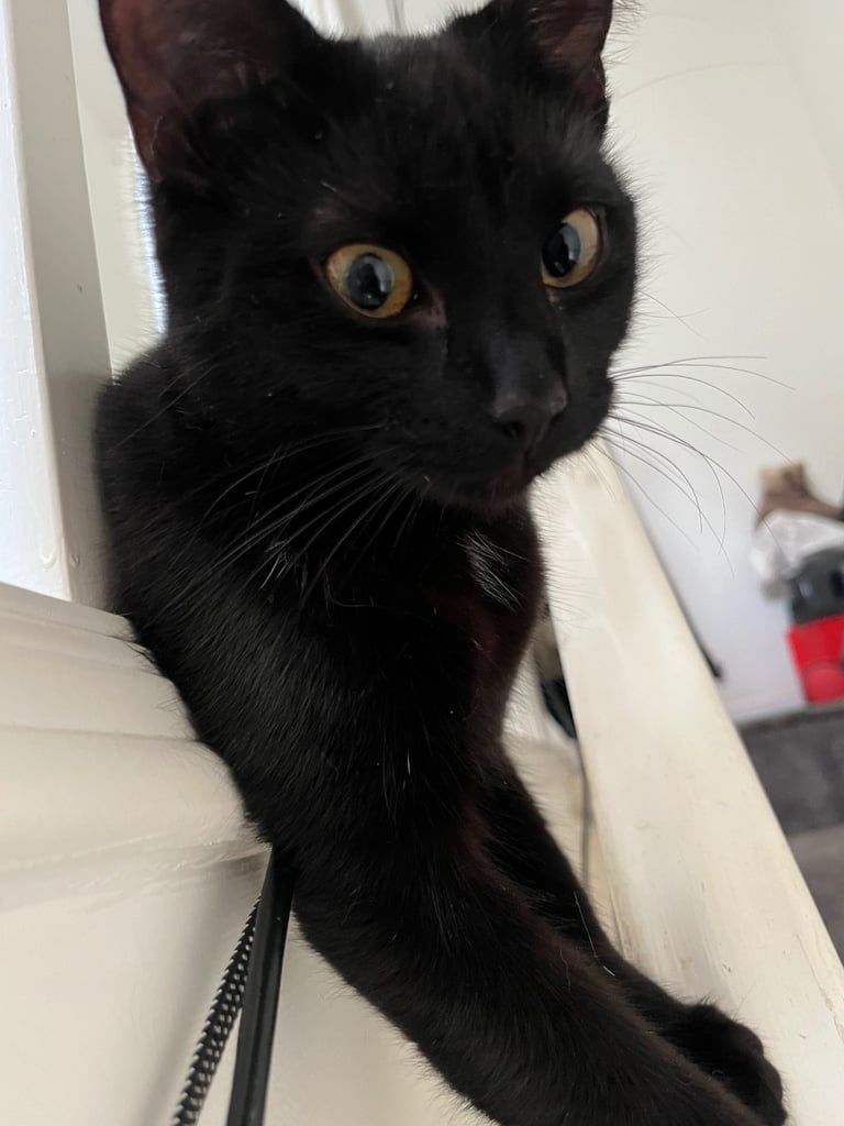 ***Lovely Cat*** £30