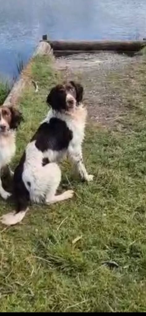 English springer spaniel pups