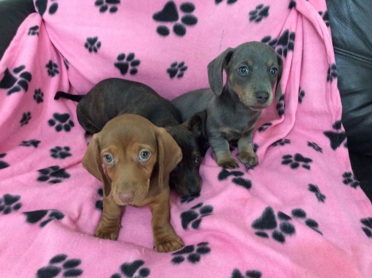 miniature dachshund 