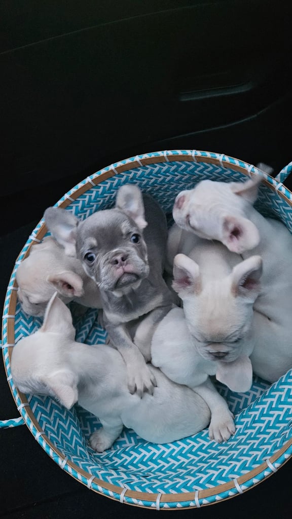 image for Frenchie Pups. £1000 each