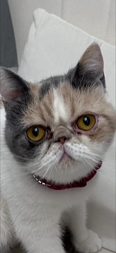 Persian Kittens For Sale