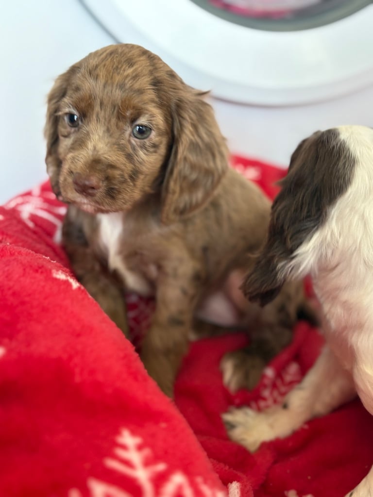 Beautiful Cocker Spaniel Puppys 😍