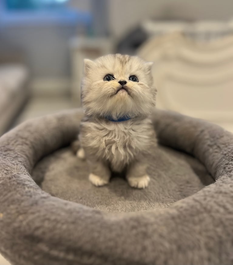 Gorgeous litter of 6 PKD Negative Persian kittens