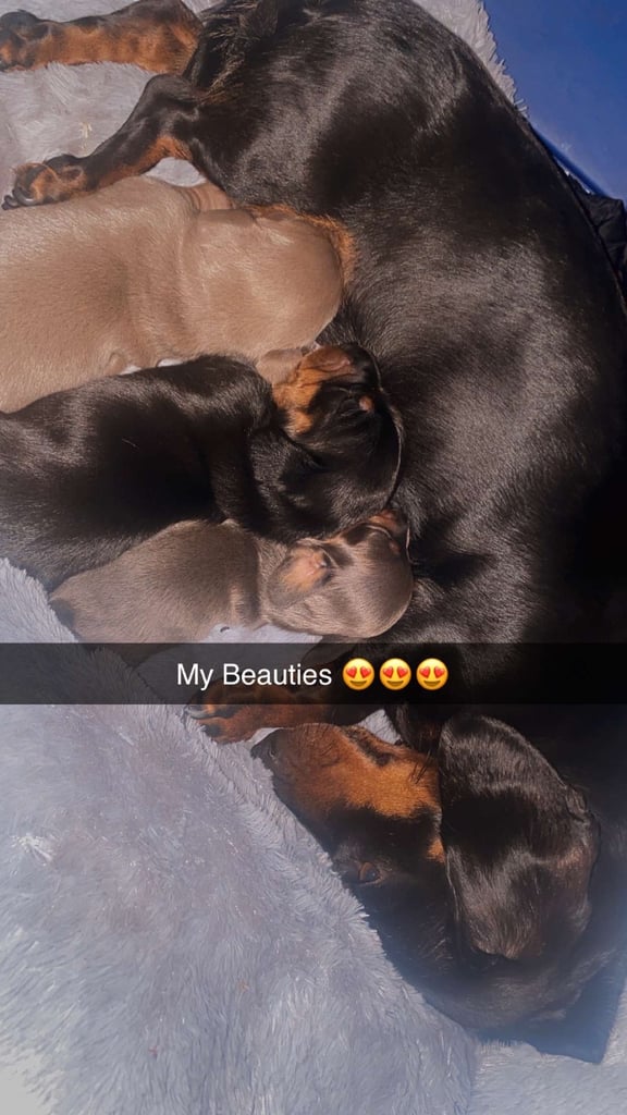 3 male miniature dachshunds