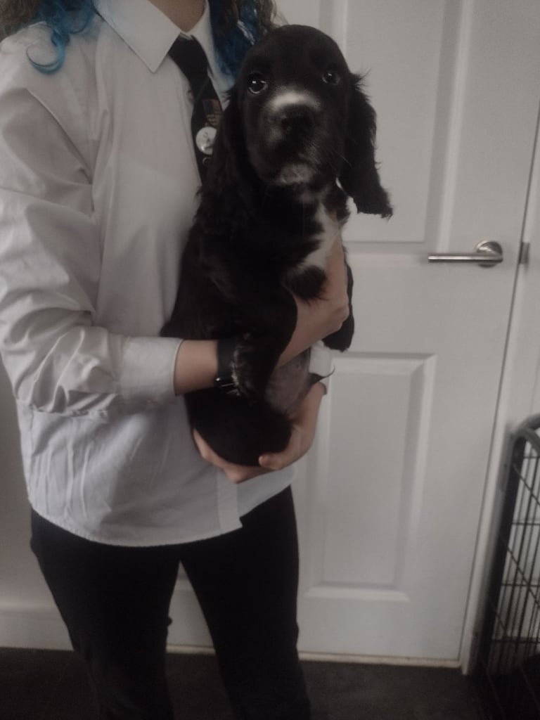 image for Cocker Spaniel pups