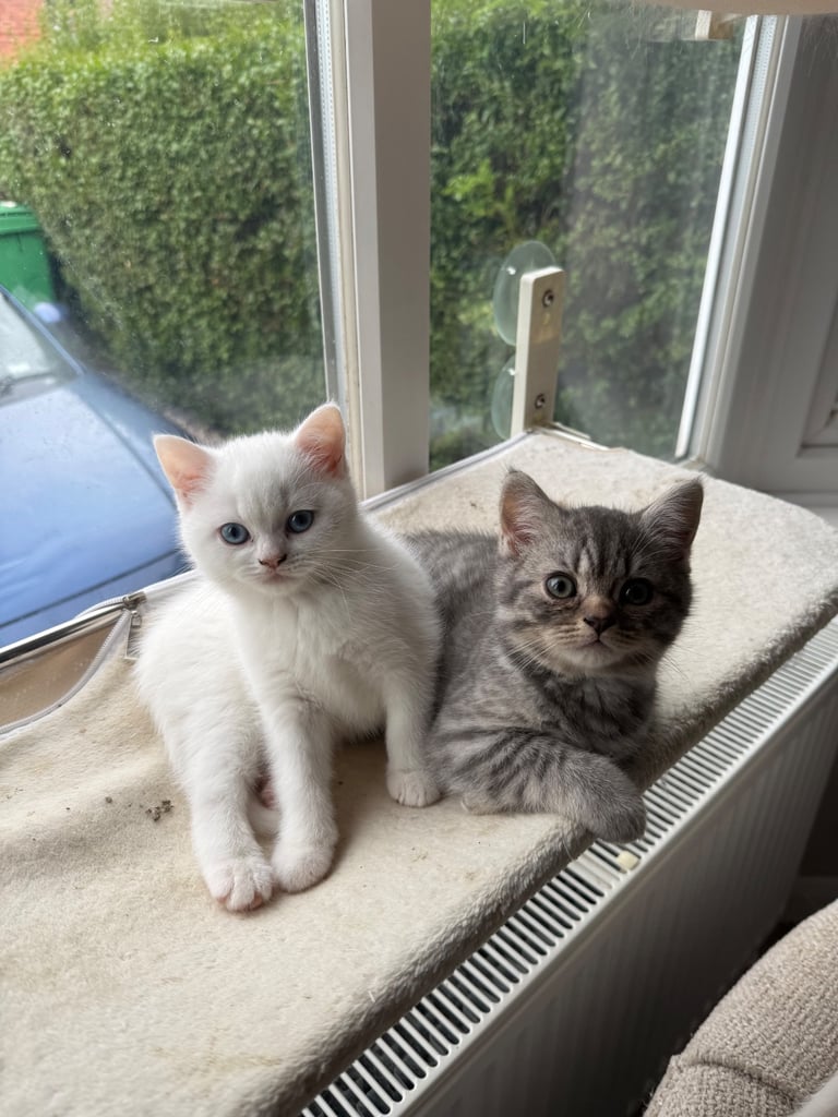 REDUCED BSH pure bred kittens ONLY A FEW LEFT 