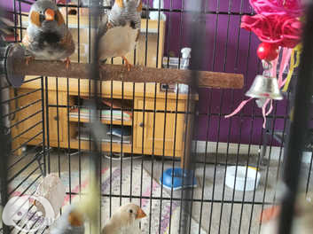 Baby Zebra finches for sale