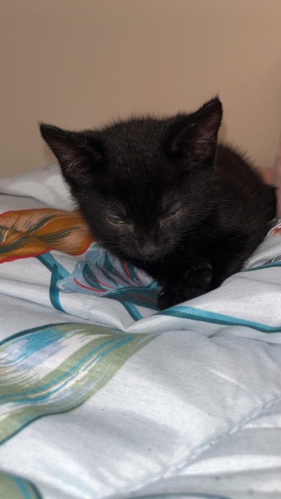 Two beautiful black kittens 