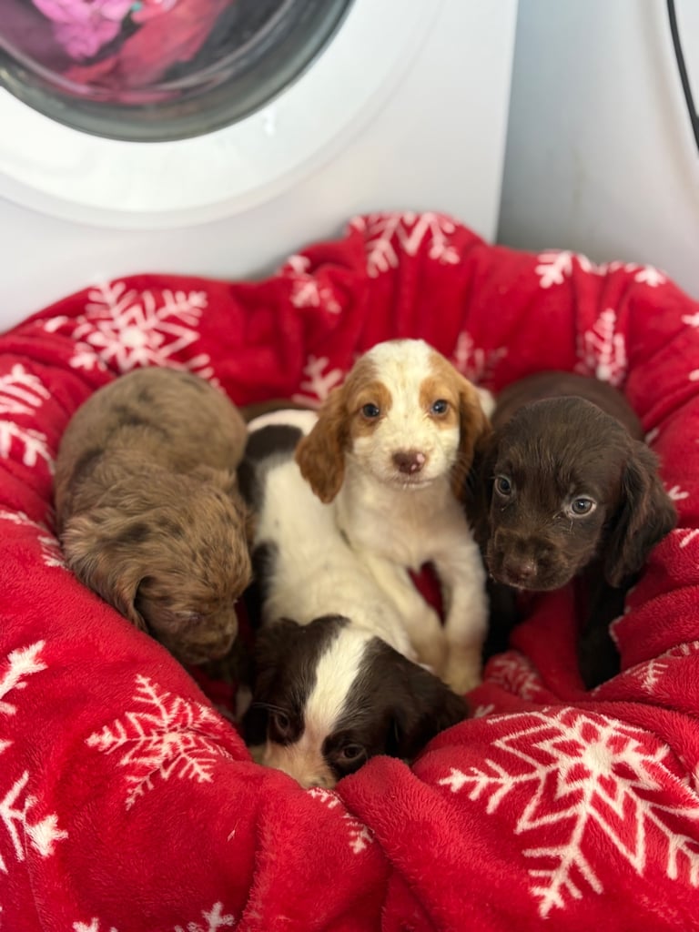 Beautiful Cocker Spaniel Puppys 😍