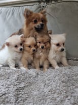 Pomeranian’s for sale