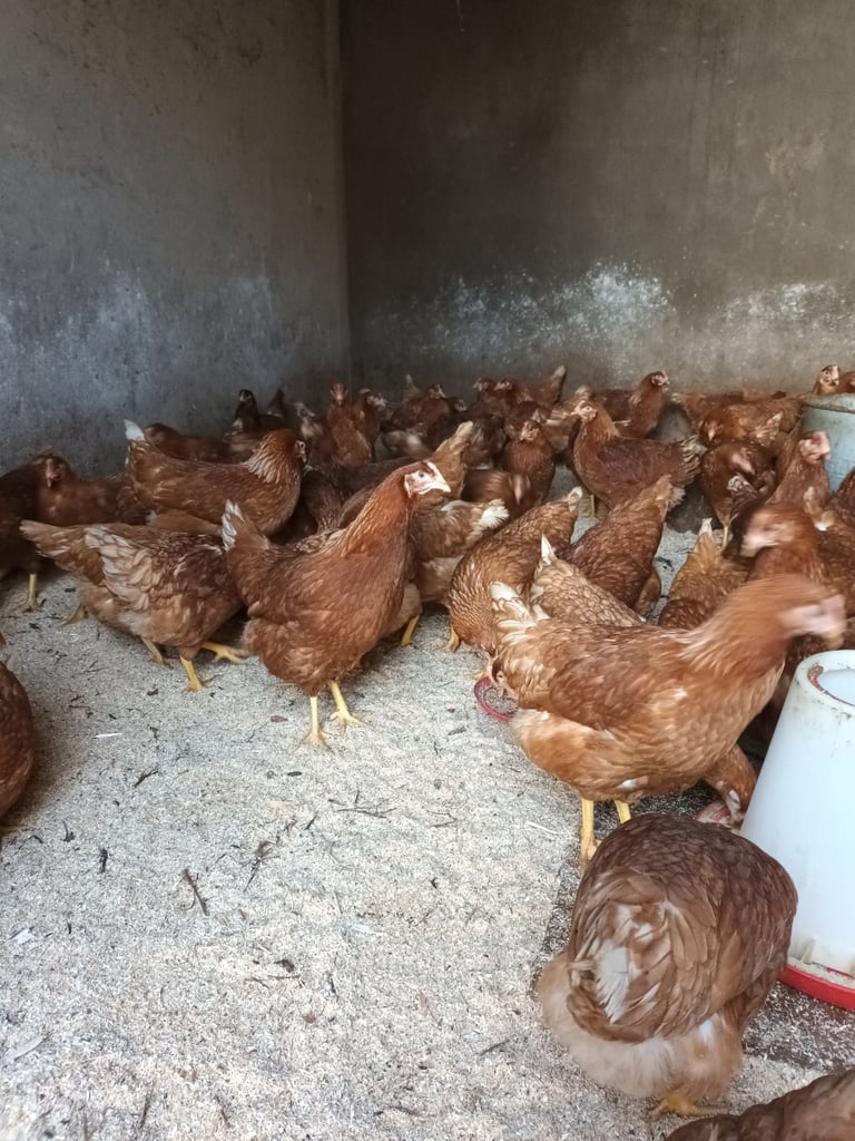 Pullets for sale chickens poultry hens coops arks