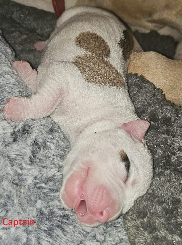 Confident & Well-Socialised Presa x Staffy Pups ready to leave 4/10/2025
