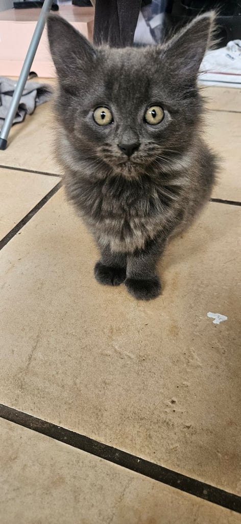 Grey and black kittens for sale