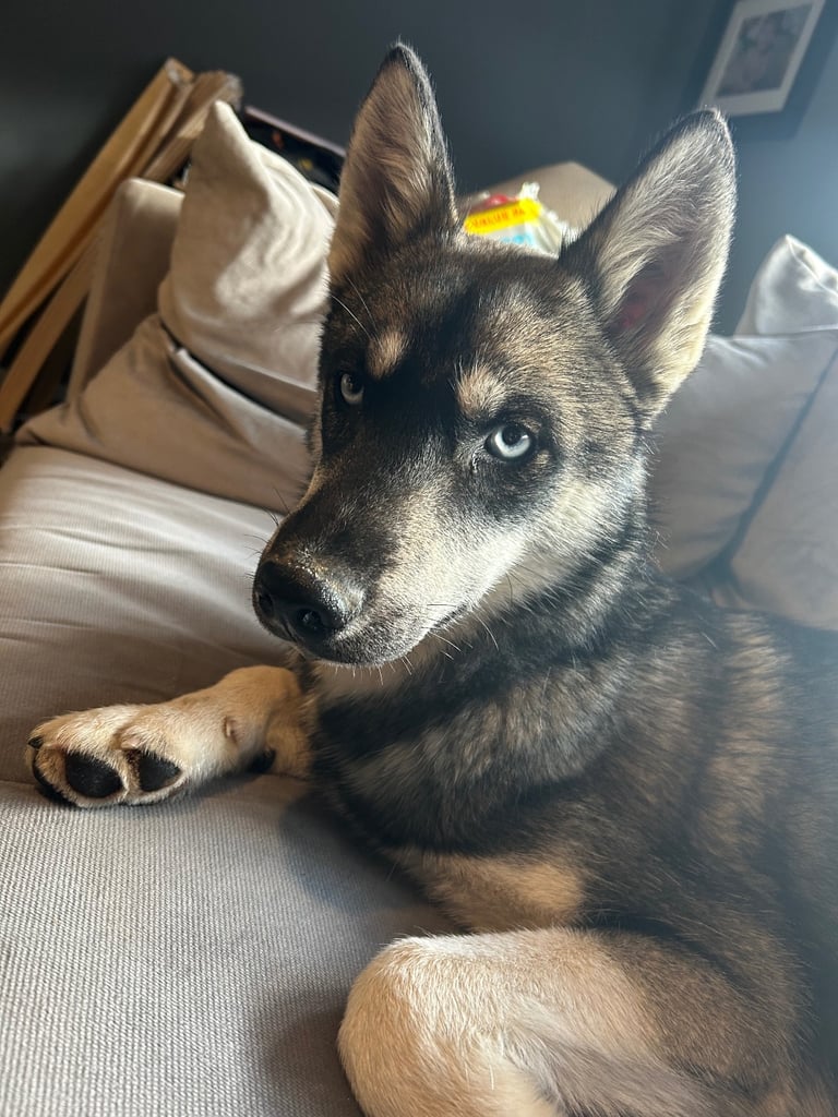 Siberian husky 6 months old