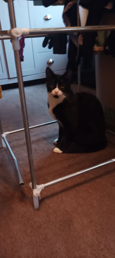 image for Cats