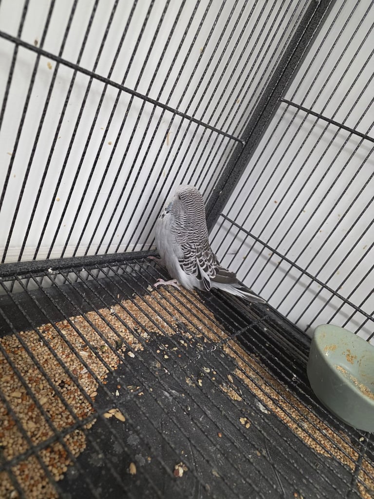 Budgies for sale 