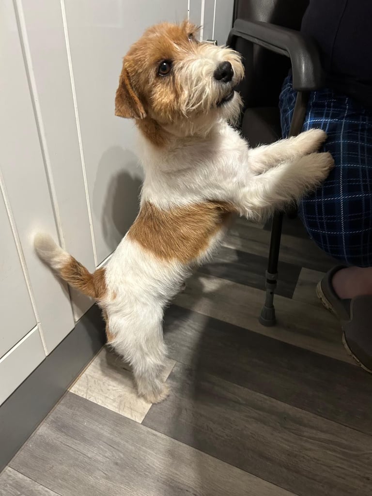 Outstanding Pedigree Jack Russell Puppies