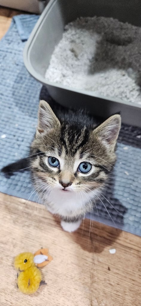  Siberians  long haired kittens 😸  2 GIRLS 1 BOY 