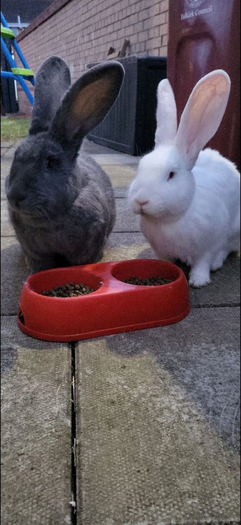 Continental Giant Rabbits for Sale
