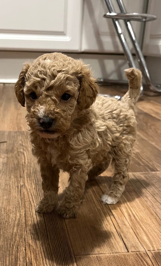 1 Maltipoo boy available 💙
