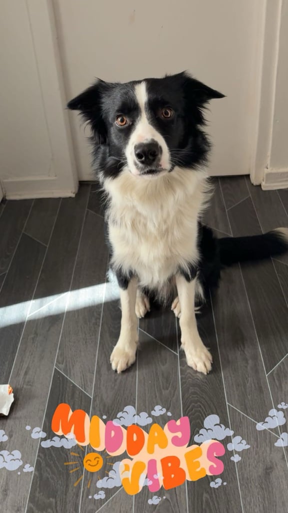 image for border collie 