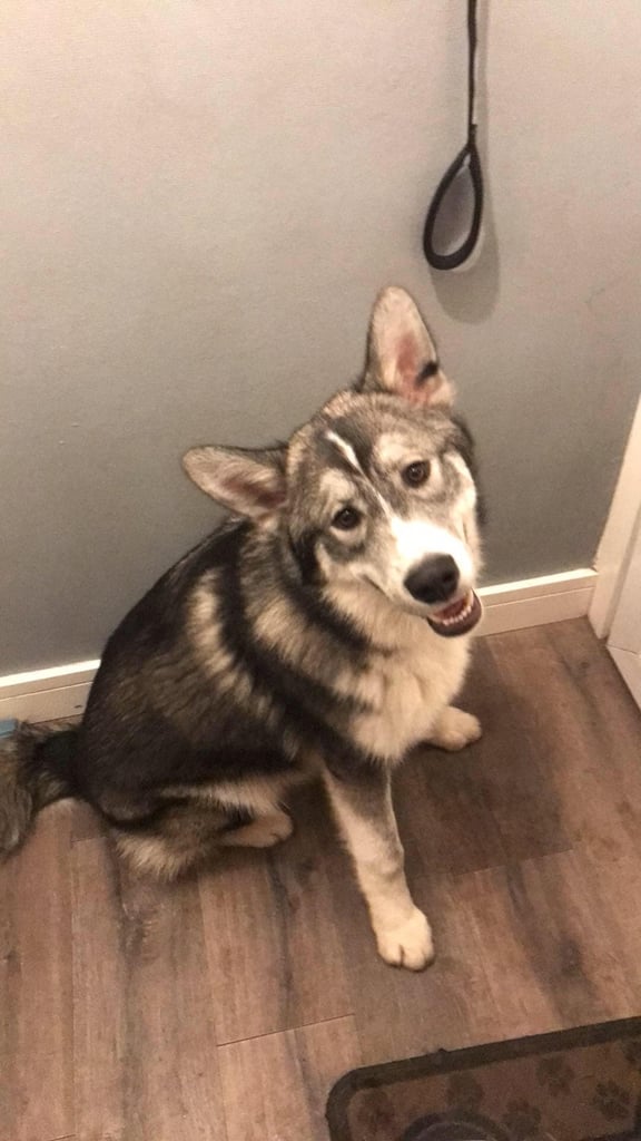 GSDxHusky