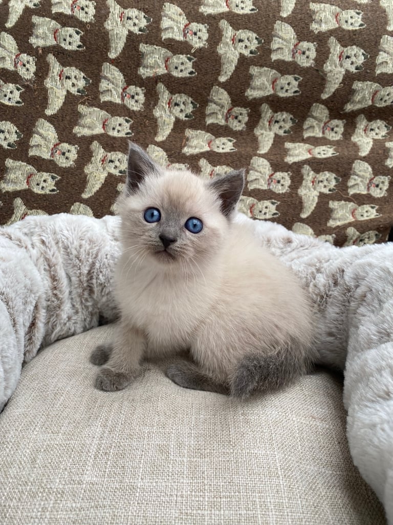 British Shorthair Kittens 