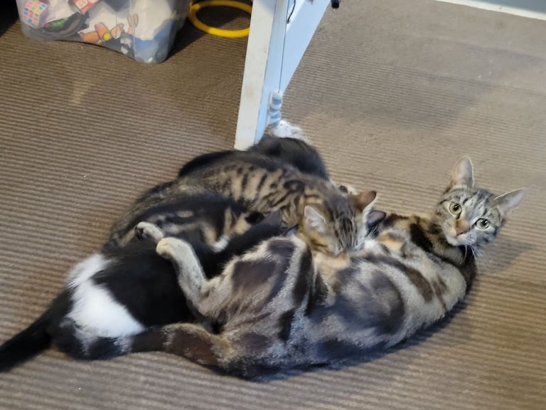Beautiful Bengal mixed kittens 