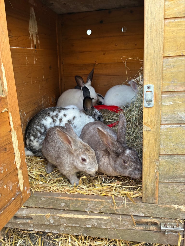 image for Rex rabbits regular litters, well handled 