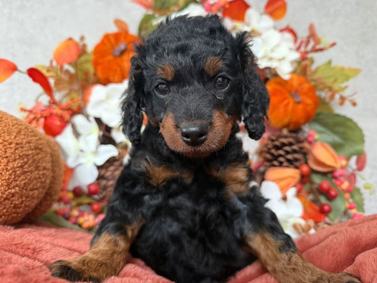 2 Gorgeous F2 Cockapoo puppies for sale 
