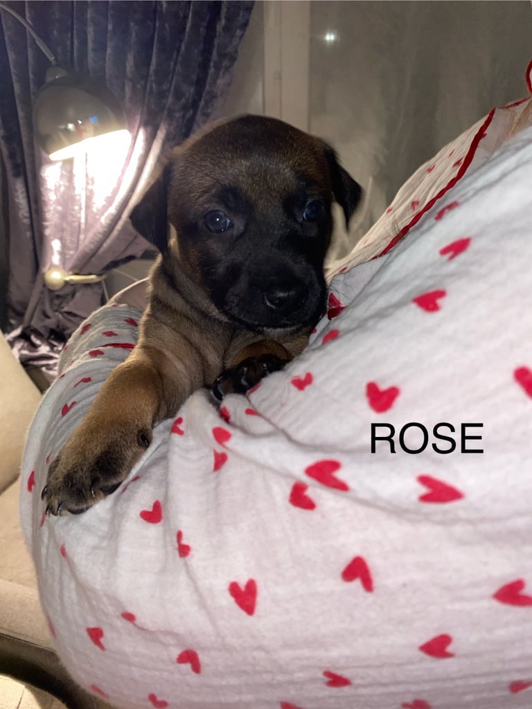 Belgium malinois x bull lurcher puppy’s 