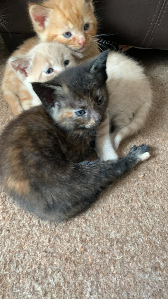 2 Kittens for Sale