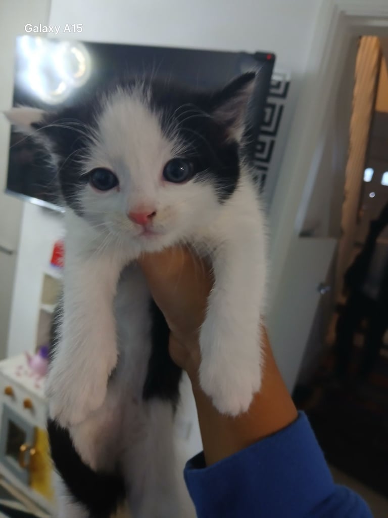 Beautiful mixed black and white ragdolls