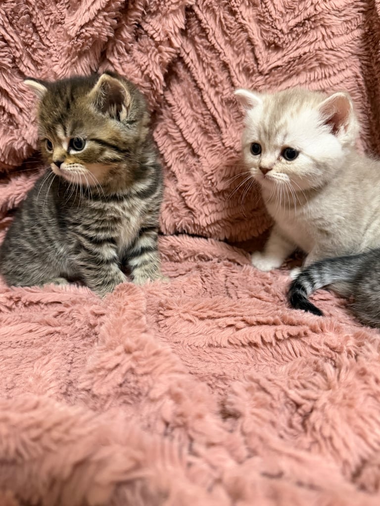 Beautiful Persian kittens. Last 3 to be Rehomed 
