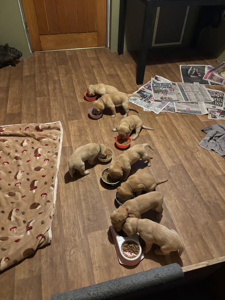 Beautiful Labrador puppies