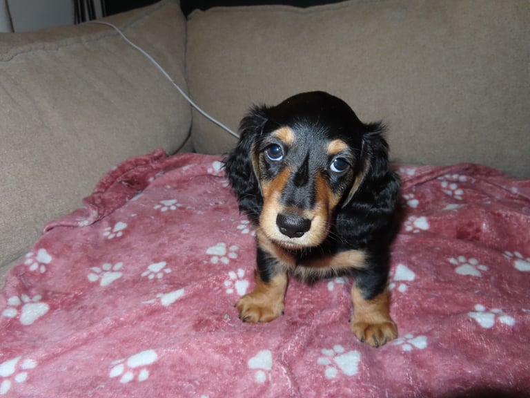 image for Our Last Little Lady – Black & Tan Miniature Long-Haired Dachshund 🐾