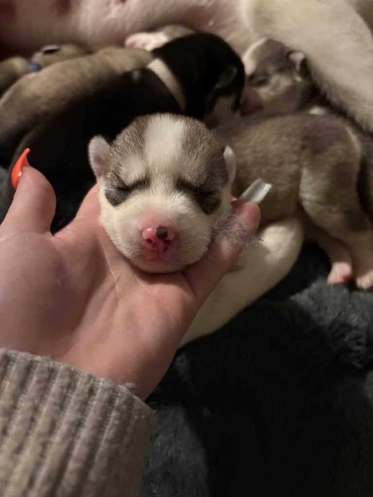 Husky puppies 