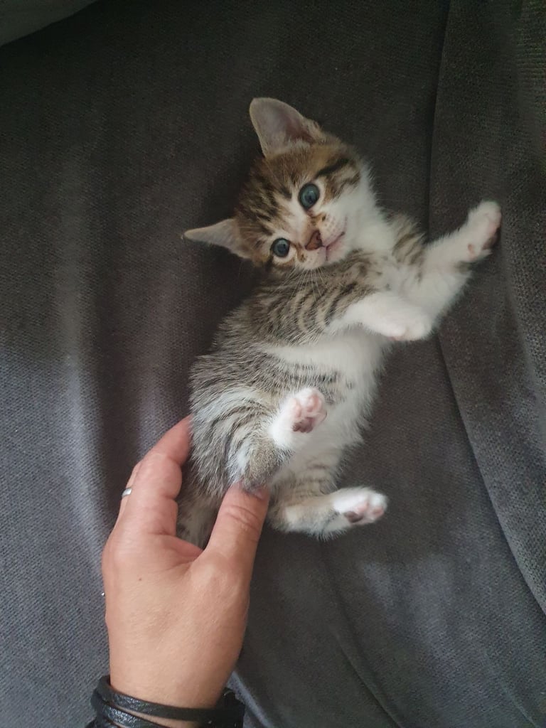 Fluffy kittens (1 female left)