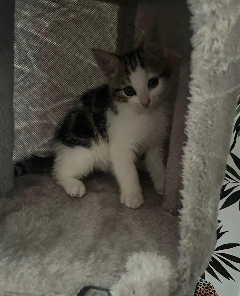   Snuggles and Purrs: A Kitten Ready To Steal Your Heart !