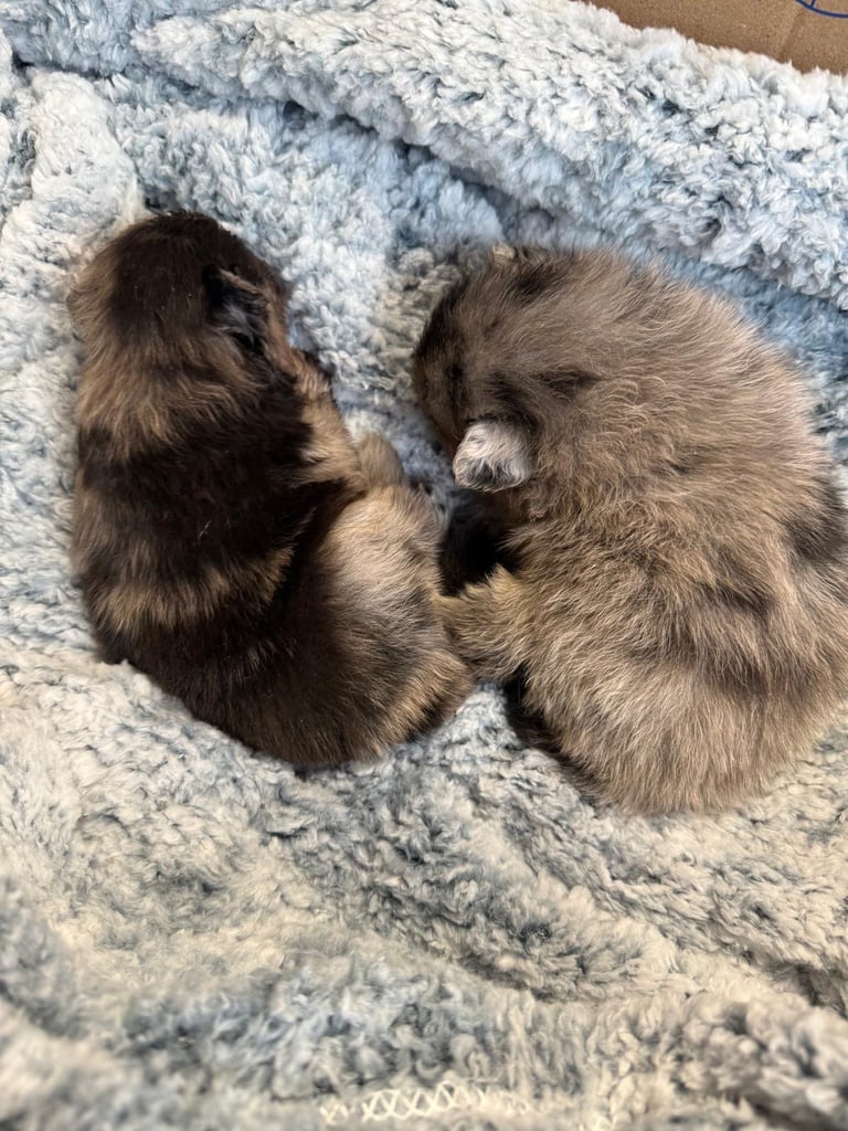 Very cute Pomeranian puppies 