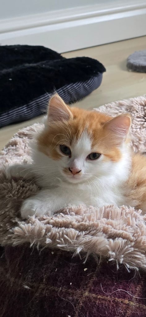 Ragdoll cross Kitten