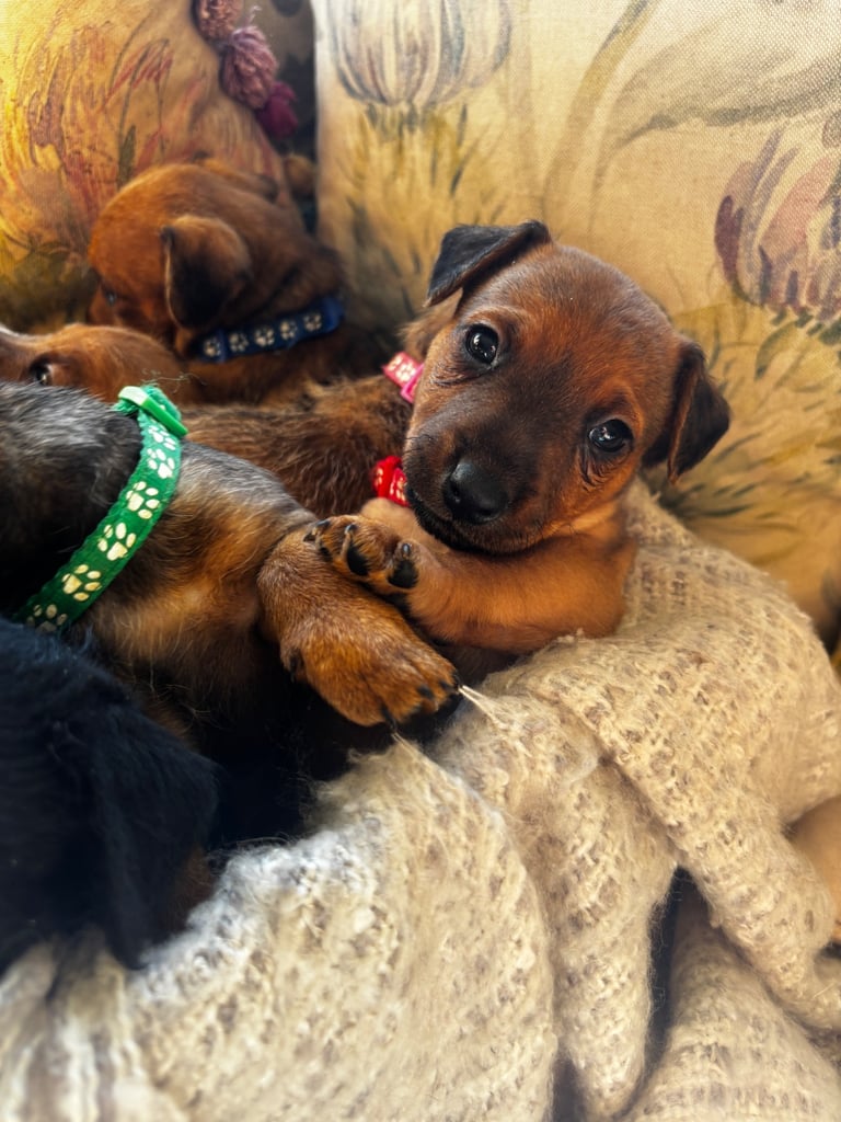 Patterdale X Puppies 