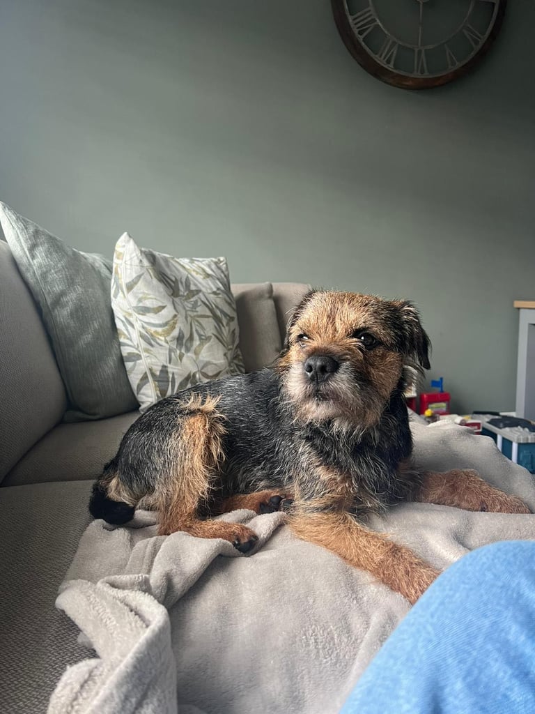 Border Terrier pups 