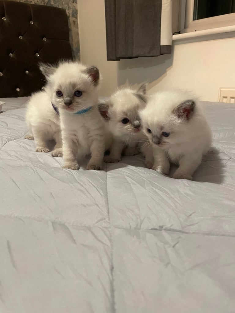 Ragdoll kittens 