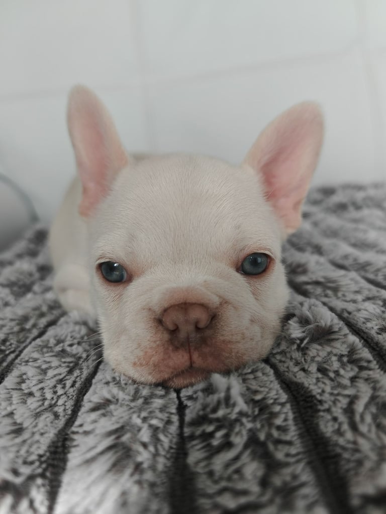 LAST ONE!! PRICE DROP !!PLATINUM MALE Chocolate merle and lilac fluffy carriers french bulldog