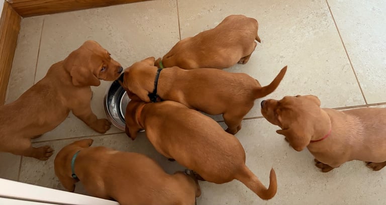 Kc fox red Labrador 1 boy ready now