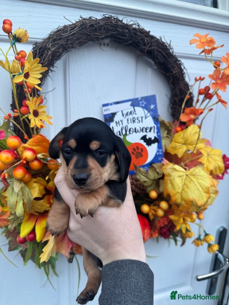 Beautifull Minature Daschunds 