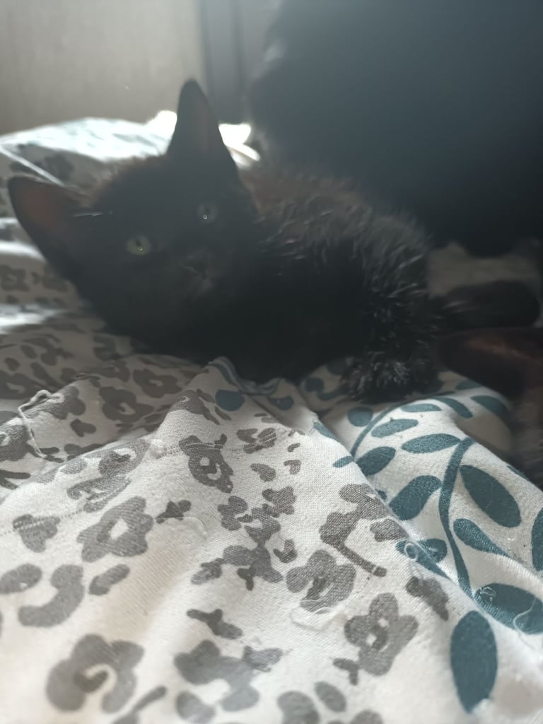2 gwjus kittens 