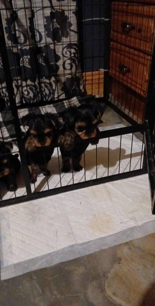 Yorkshire terrier pups 